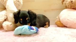 ミニチュアダックスの動画01