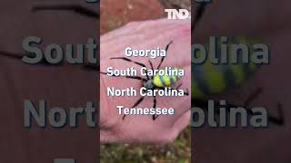 Joro Spider Invasion: Giant venomous flying spiders spreading across East Coast