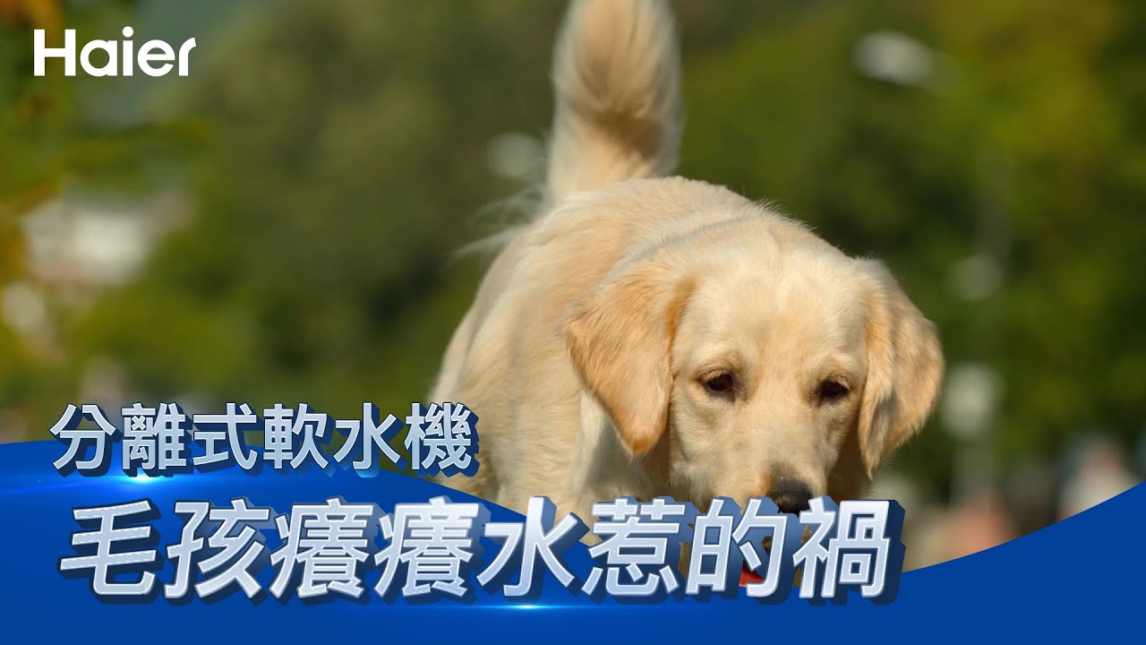 寵物洗澡越洗越癢？ | 可能是水質的錯！快看這台怎麼解決