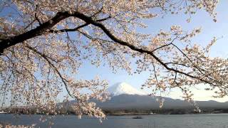 preview picture of video '山梨県　河口湖　長崎公園から富士山と桜　その4'