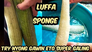 HOW TO MAKE LUFFA SPONGE