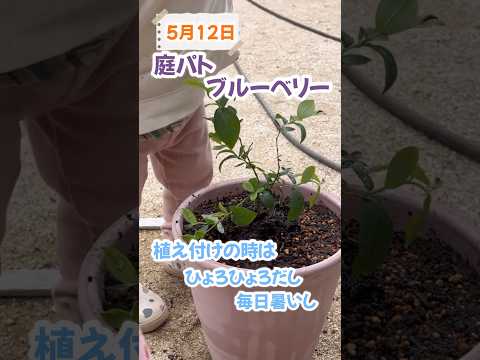 ワイルドブルーベリー 植物