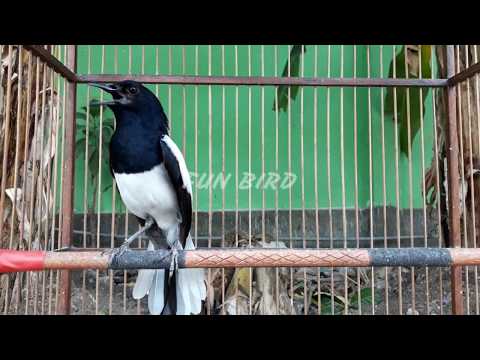 download lagu mp3 mp4 Kacer, download lagu Kacer gratis, unduh video klip Download Kacer Mp3 dan Mp4 Viral Gratis
