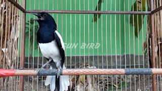 dijamin nyaut gacor dan emosi dengan pancingan kacer yang satu ini dijamin nyaut gacor dan emosi dengan pancingan kacer yang satu ini