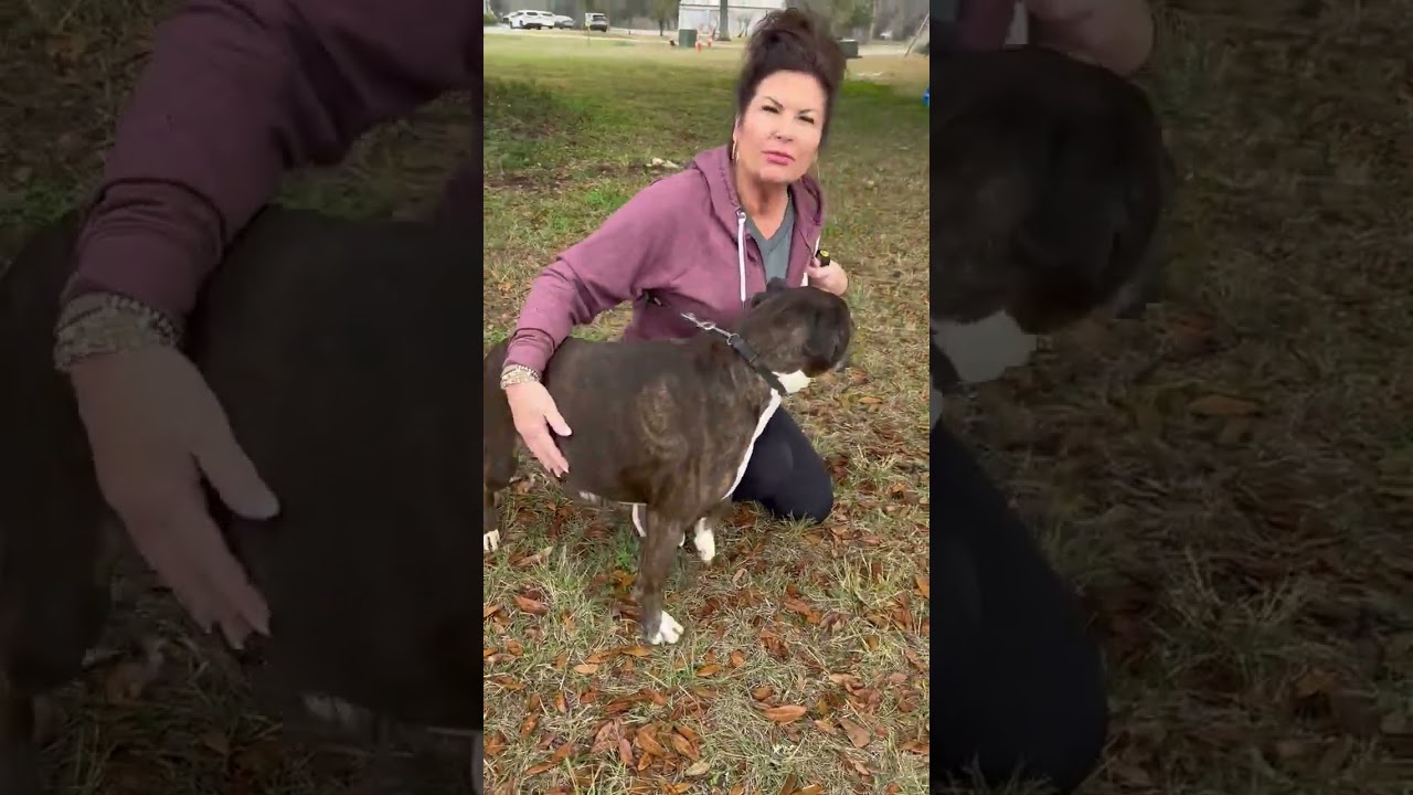 Enlarge Sweet Hazelnut, a ADOPTABLE Boxer in Warwick, RI video 6/6