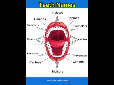 Teeth names | learn english