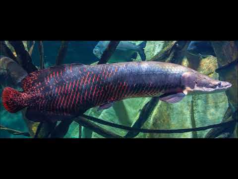 Amazônia É Brasil video