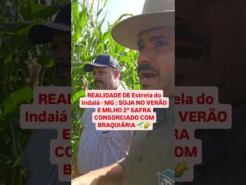 REALIDADE DE Estrela do Indaiá: SOJA NO VERÃO E MILHO 2ª SAFRA CONSORCIADO COM BRAQUIÁRIA 🌱🌽