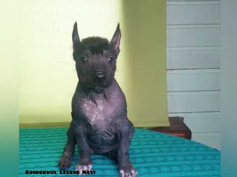 Sonderwol Legend Navi XOLO ST