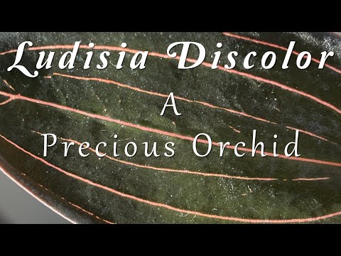, title : 'Ludisia discolor - A Precious Orchid'