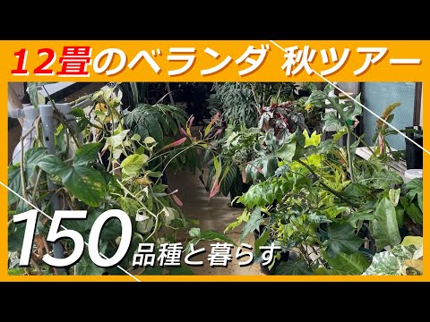 隣人からの好奇の目から守るために、どのバルコニーのプライバシースクリーンを植えるべきですか?メンテナンスなしで 7 種…またはほぼメンテナンスなし  庭園