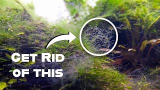 How to get rid of hair algae outbreak – “ Algae के प्रकोप से कैसे लड़ें ? “