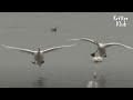 “Move Get Out Da Way” Yoga-Master Whooper Swans Sponging Off Their Hooman Servant | Kritter Klub