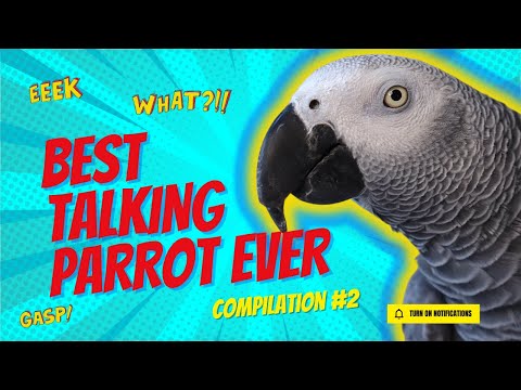 Meilleure compilation de perroquets parlants | gizmo l'oiseau gris