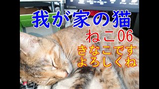 【我が家の猫(=^・^=) 】ねこ06「きなこです よろしくね🐈」