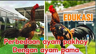 Download lagu Recognizing the differences between Pakhoy and Pama chickens, their character, traits and origins mp3