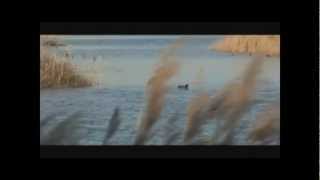 Therese Schroeder-Sheker - Salve Regina