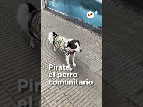 Pirata, el perro comunitario del centro de Villa María
