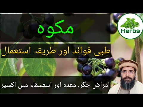 Benefits of Mako | Mokoh ke Fayde | مکوہ کے فائدے | Hakeem Zia ur Rehman