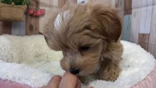 ハーフ犬の動画01