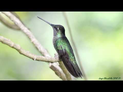 Un macho de colores muy lindos!!!!