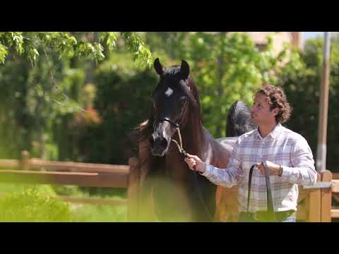 AL GHAZALI AA - (Gazal Al Shaqab x The Vision HG), owned by Al Ghanayim Stud
