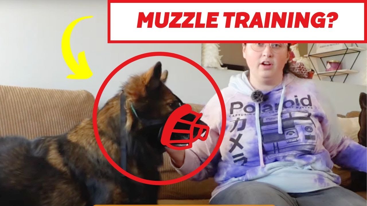 The EASIEST Way To Muzzle-Train Your Dog