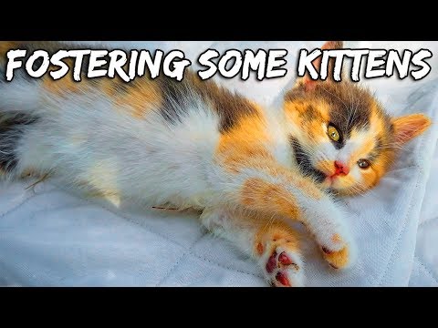 Fostering Some Kittens