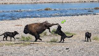 Bisão acerta coice certeiro em lobo!!! 4 Vezes em que animais se meteram com o bicho errado.