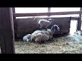 Sheep Giving Birth WARNING GRAPHIC