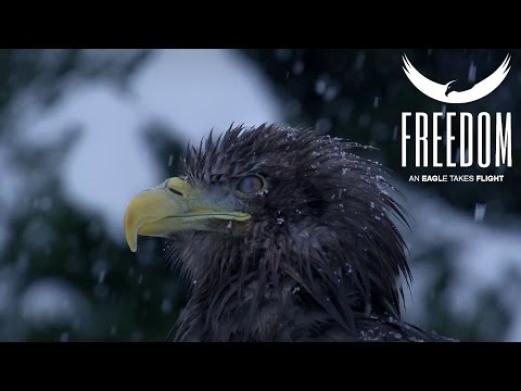 Freedom - An eagle takes flight (Teaser)