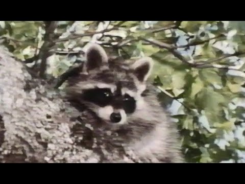 Disney's "Ringo, The Refugee Raccoon" Season 20 Ep 17