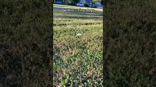 ***Results may vary by gerbil 😅