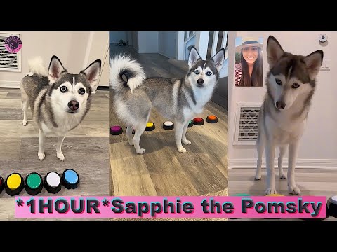 *1 HOUR* Sapphie the Pomsky Best TikTok Compilation 2024 | New @sapphie_the_pomsky TikTok Videos