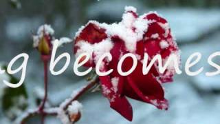 The Rose (with lyrics)