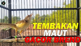 Download lagu Suara Prenjak Sawah Gacor Keras Nembak Ngebren || Cocok Buat Pancingan Prenjak Sawah Bahan/Diem mp3 Download lagu Suara Prenjak Sawah Gacor Keras Nembak Ngebren || Cocok Buat Pancingan Prenjak Sawah Bahan/Diem mp3