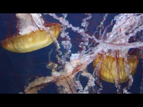 Choir of Young Believers - Perfect Estocada