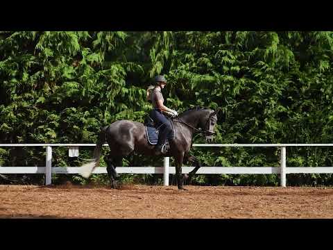 Escritor De Pastor 5yr old PRE FOR SALE