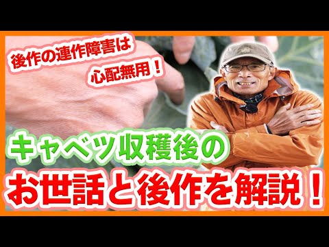 キャベツはいつ植えるのですか？どの品種をどの時期に植えるべきですか?  庭園