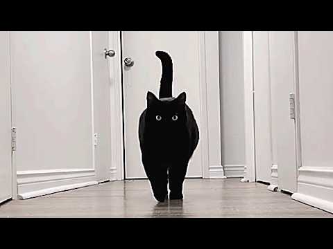 Meet Charlie, a 'big boned' black cat that'll steal your heart