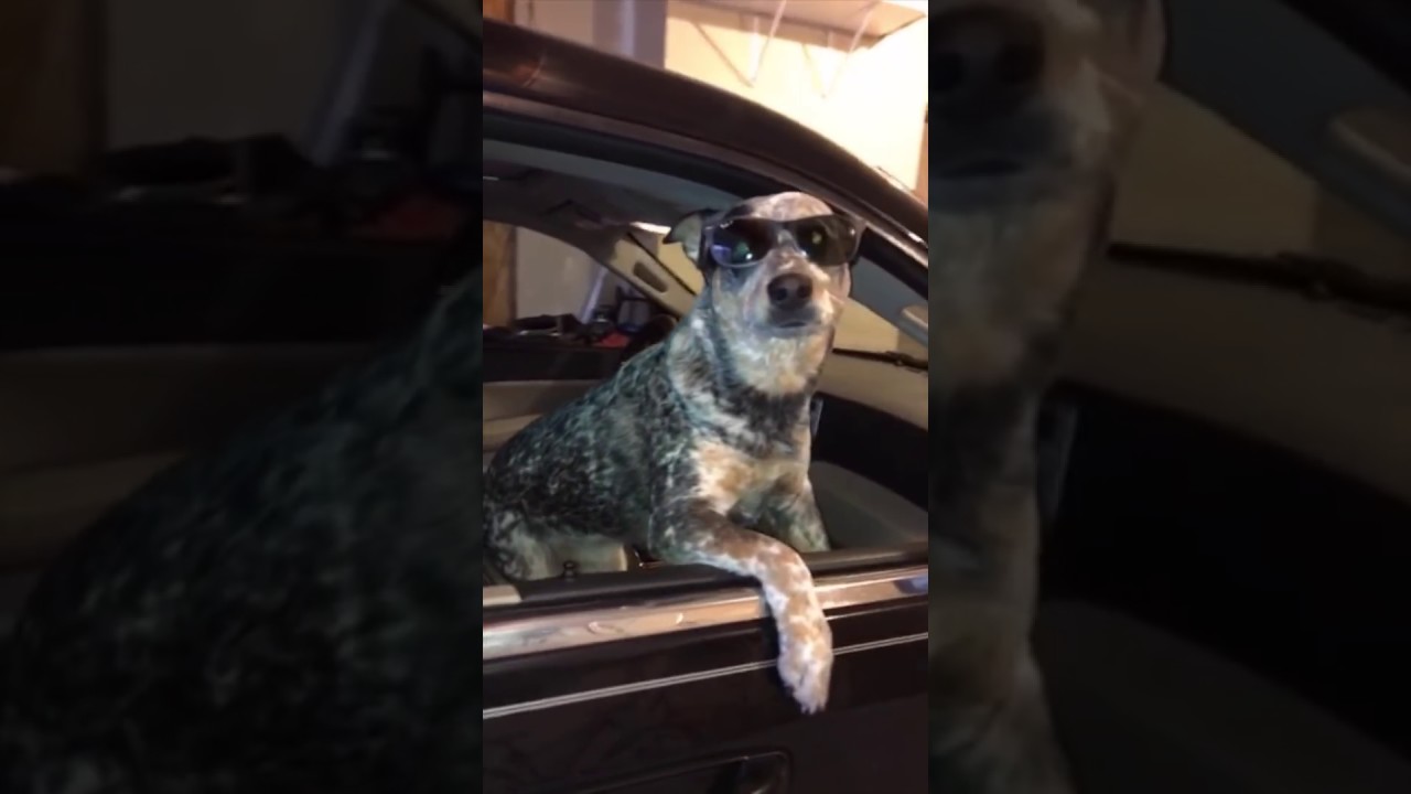 This dog just won the Mannequin Challenge   YouTube