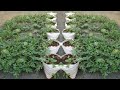 Try This Watermelon Growing Method Easy But The Results Are Amazing
