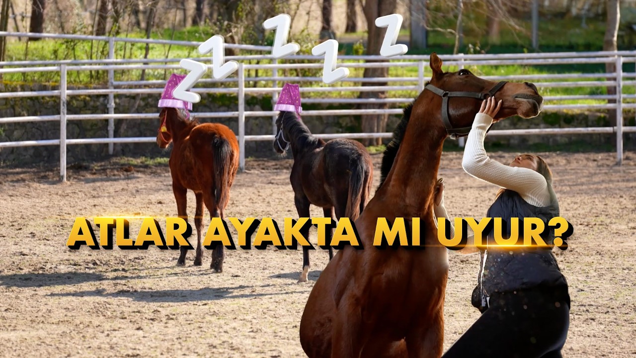Atlar Gerçekten Ayakta mı Uyur? | Damla ile Kulvar Dışı
