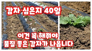 감자 북주기 흙 올려주기 수미감자 감물감자 괴산감자 행복한괴산 신나는농부 풀뿌리농장