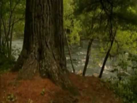 Sara Sonduru Mal Patalee සරා සොඳුරු මල් පැටලී