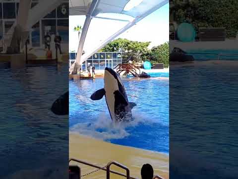 Ballena Saltando 😲 #orca #ballena
