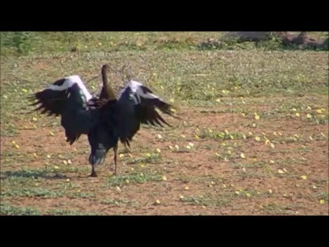 Petes Pond :  Spur winged Goose get's chase by a Vervet Monkey Feb 07,  2016