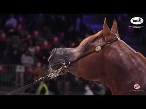 N 70 PICASSO DI MAR   European Championship 2021   VERONA   Stallions 4 6 Years Old Class 13