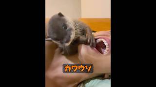 なぜカワウソはあんなに甘えん坊なの？ #animals #動物プロダクション #動物 #自然 #癒し