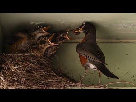Life Cycle of a Robin:  Egg to Fledgling